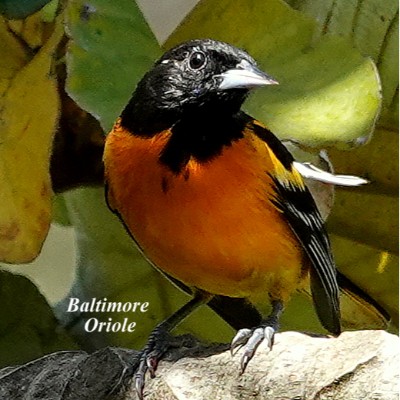 Baltimore Oriole